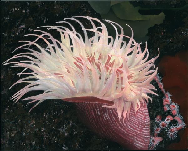 Anemone