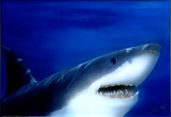Shark