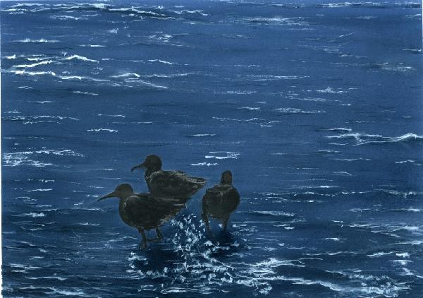 Sand Pipers Twilight