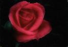 Sherman Gardens - Red Rose - Oil and Acrylic on Canvas