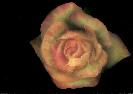 Sherman Gardens - Yellow Rose - Oil and Acrylic on Canvas