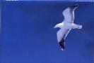 Sea Gull