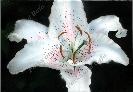 Star Gazer - Sherman gardens Acrylic on Canvas