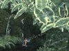Morning in the Garden (Sherman Garden Faerie) - Acrylic on Canvas