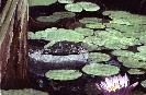 Sherman Gardens Turtle