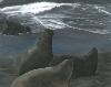 Twilight Family of Elephant Seals San Simeon