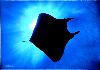 Manta Ray - Acapulco, Guerrero, Mexico