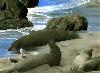 Nap Time. Elephant Seals