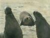 Seranade - San Simeon Elephant Seals